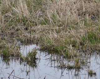 Wilson's Snipe in weeds - hard to see - at Buckskin Hills.png