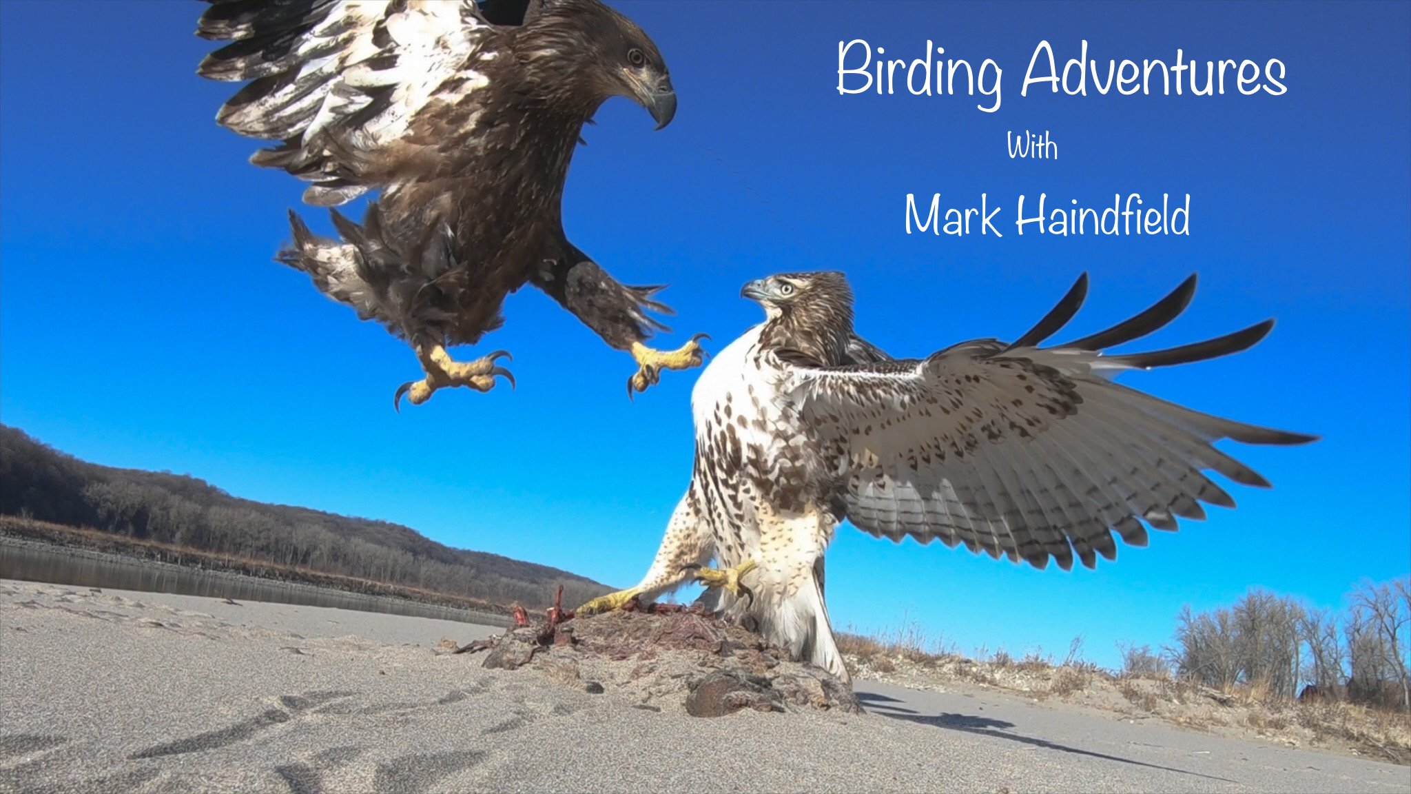 Birding Adventures with Mark Haindfield