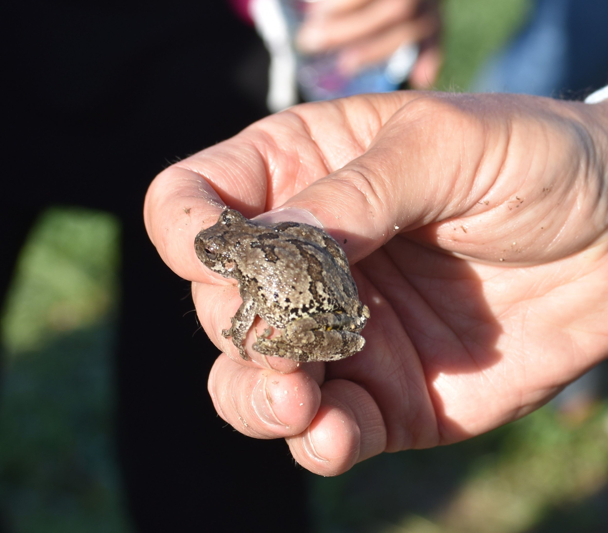 Toad - Little sioux resized.jpg