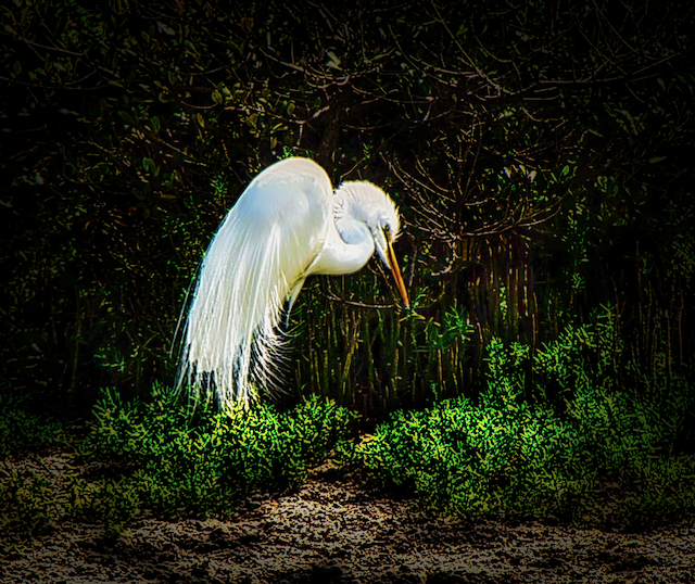 Great Egret by Ed Hohenstein.png