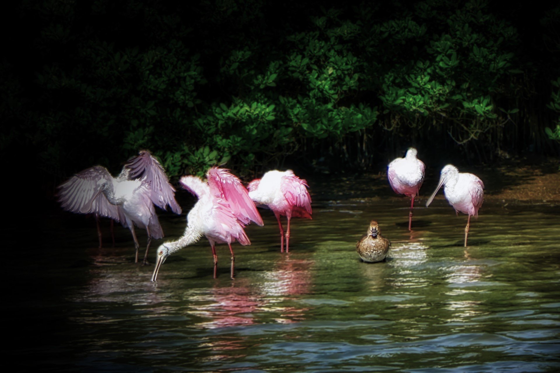 Roseate Spoonbills and unknown Duck by Ed Hohenstein.jpg