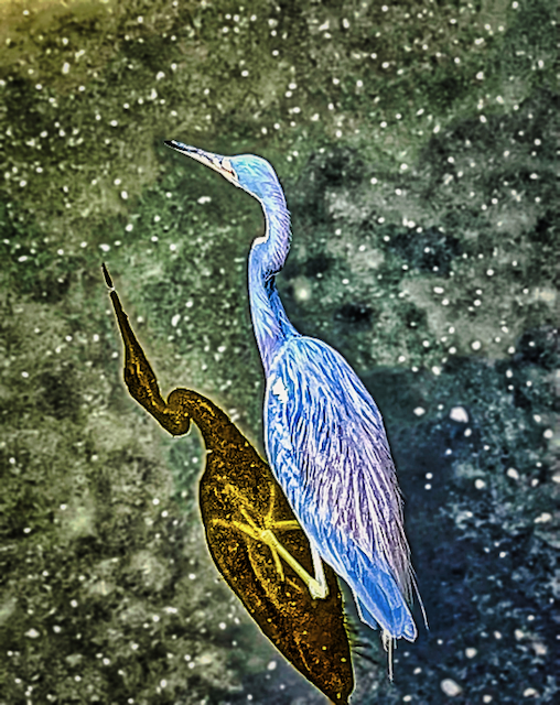 Tricolored Heron by Karlene Hohenstein (Stepping in the Shadow).png
