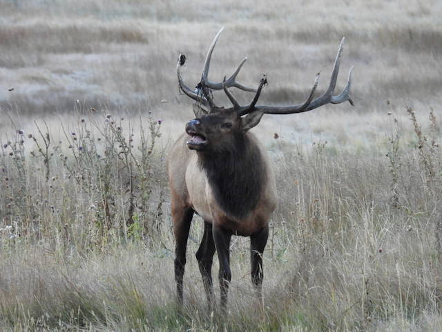 C. Bull Elk Bugling at Rocky Mountain National Park 9-27-23.png