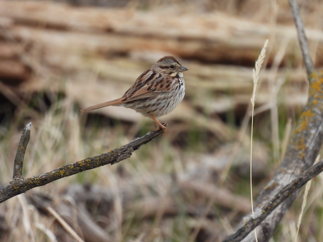 G. Song Sparrow at Adams Homestead and Nature Preserve 4-25-23.png