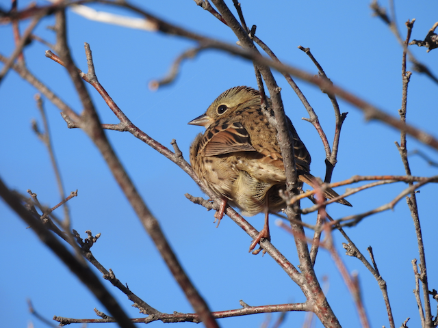 H. Lincoln's Sparrow at Rocky Mountain National Park 9-27-23.png
