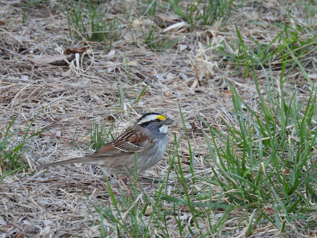 I. White-throated Sparrow at my home 4-26-23.png