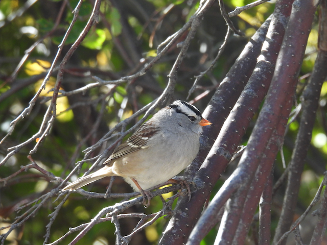 J. White-crowned Sparrow at Rocky Mountain National Park on 9-28-23.png