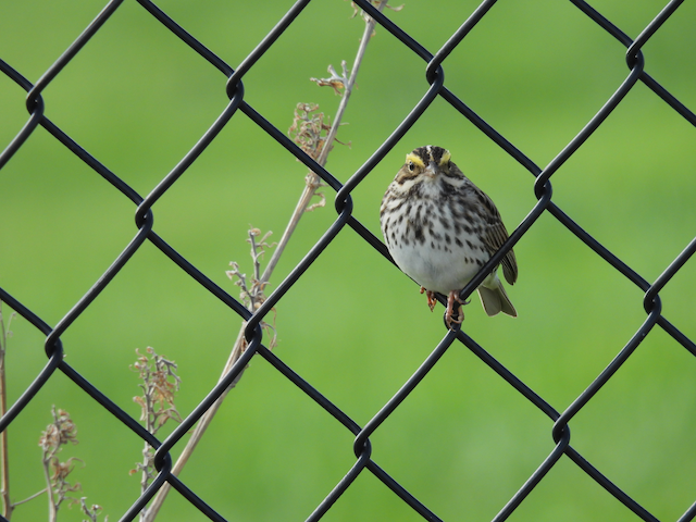 L. Savannah Sparrow at Sioux City Prairie Park 5-6-23.png