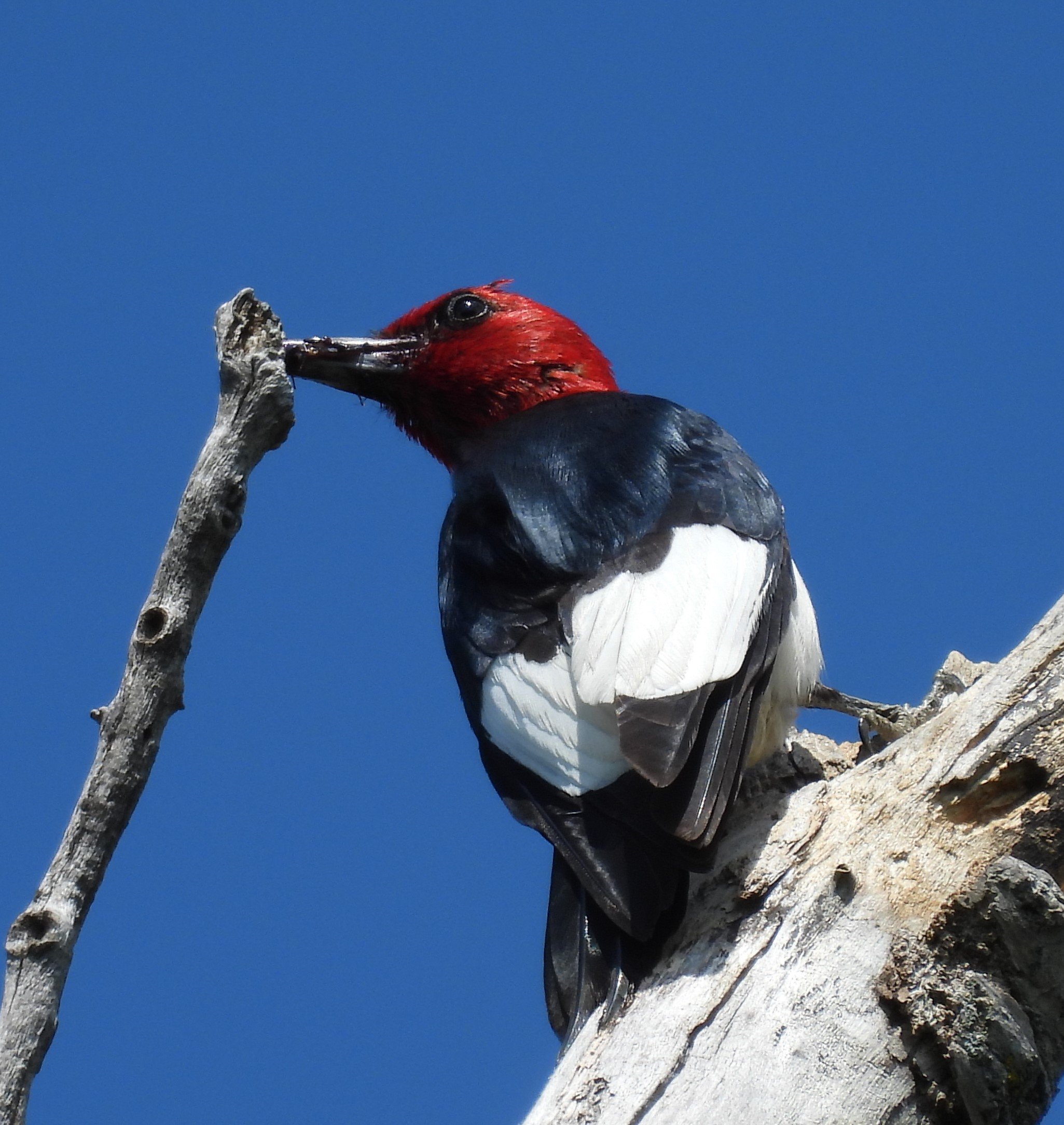 M. Red-headed Woodpecker with ants 7-8-23.JPG