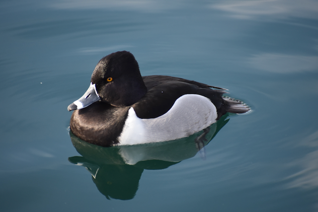 R. Ring-necked Duck at Riparian Preserve in Gilbert AZ 3-13-23.png