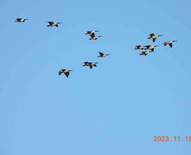 LHASOuting11182313DSCN0963             Canada Geese in Flight at Kramper Lake NE 11.18.3  JN 17.png