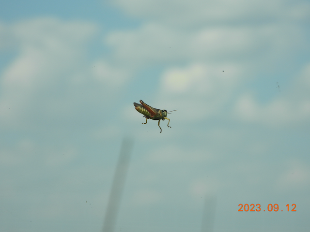 011 DSCN06  9.12.23  JN 12  Grasshopper.png