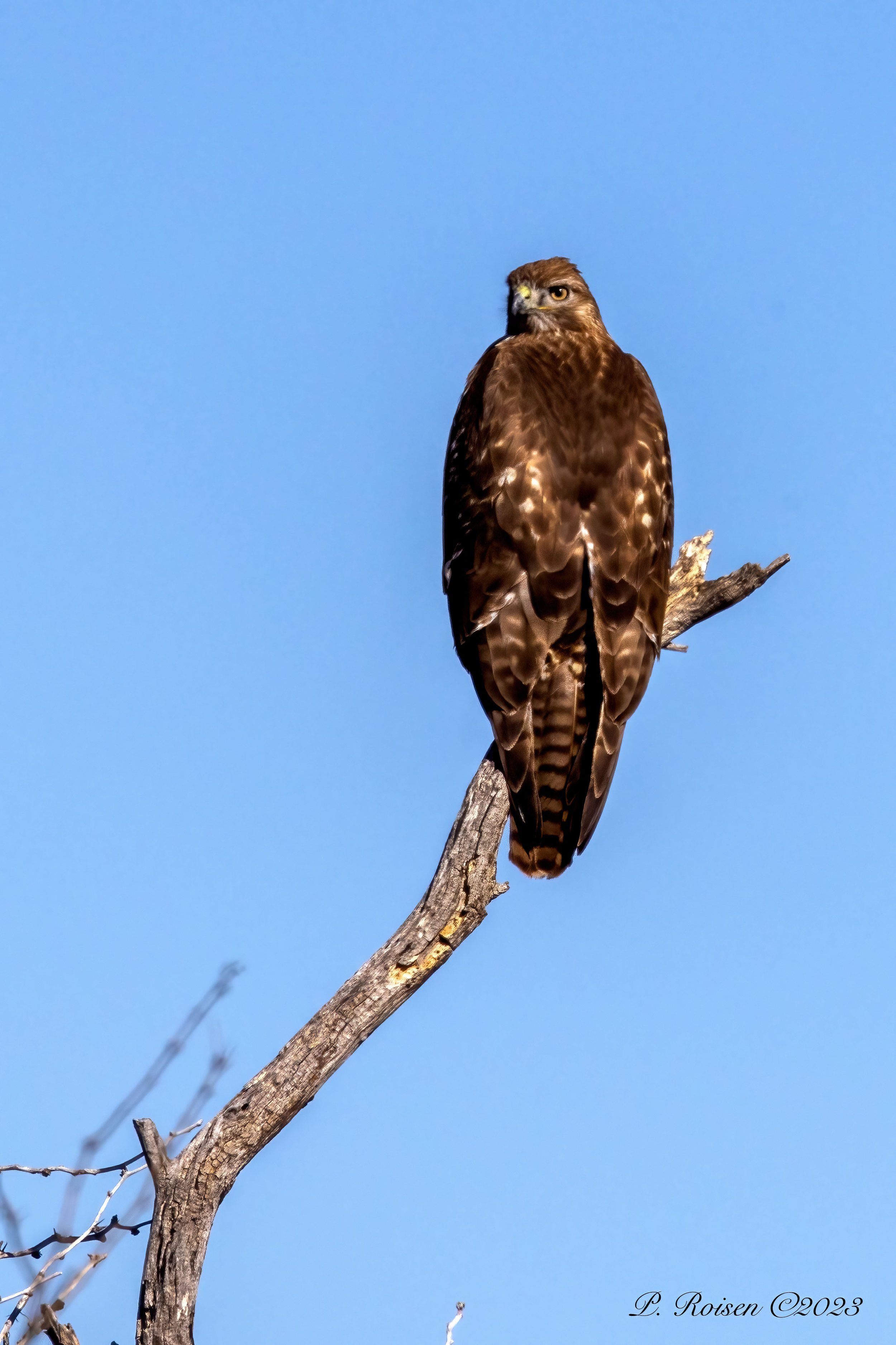5 Red-tailed Hawk Harlan's 1.31.23 E.Sahuarita Rd.PimaCo.AZ 0674.JPG
