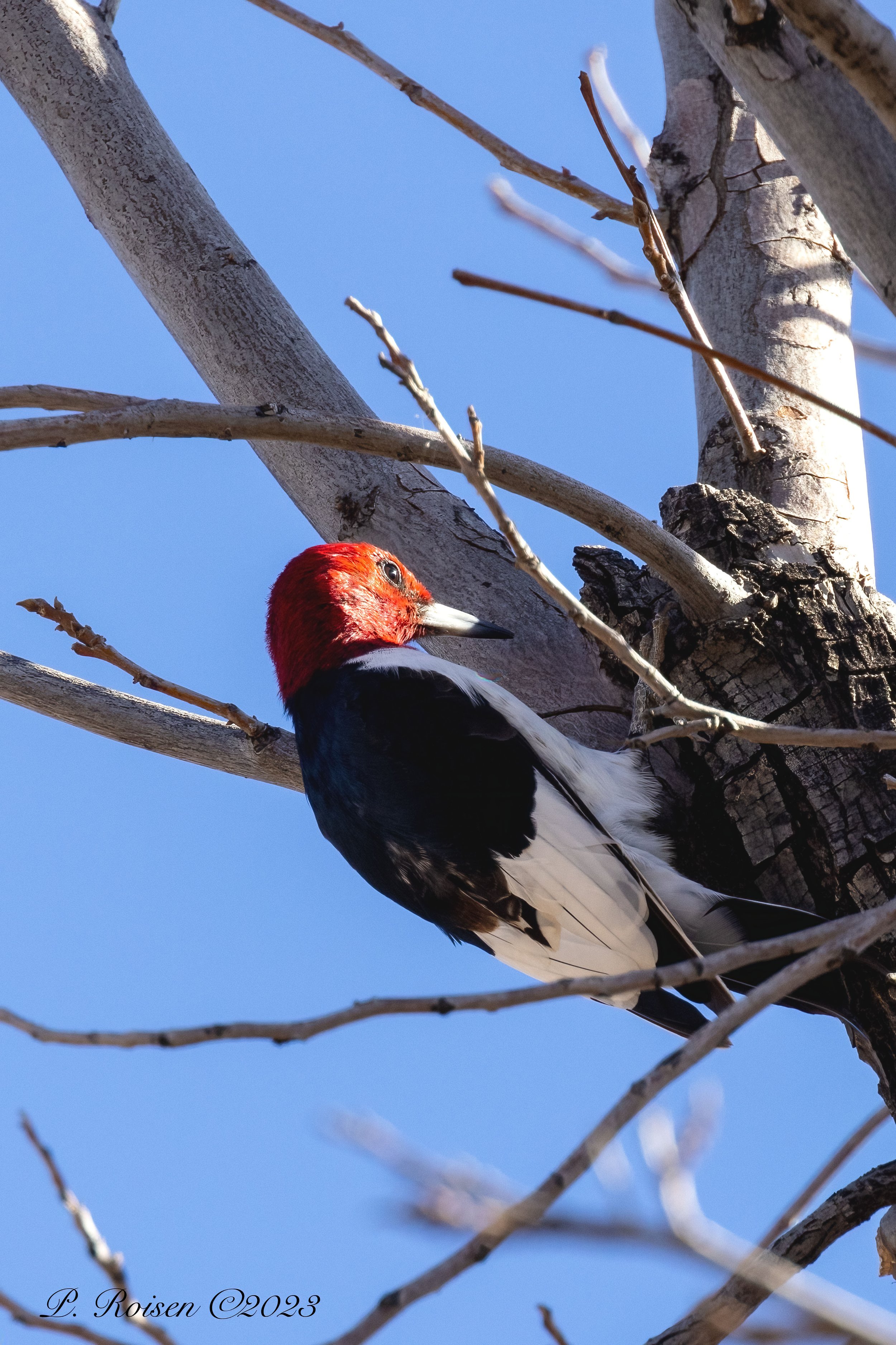 17 Red-headed Woodpecker 2.1.23 SanSimon.CochiseCo. AZ 0934.JPG