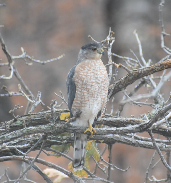 Coopers Hawk 3.png