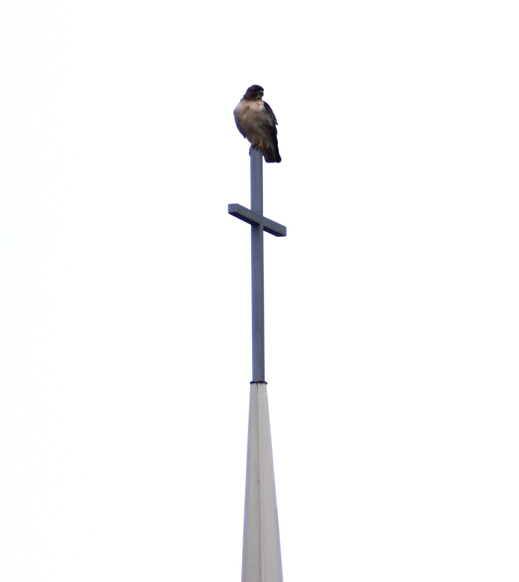 Red-tailed Hawk at Perry Creek Trail.JPG