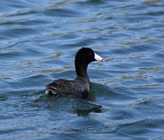 1 American Coot.png