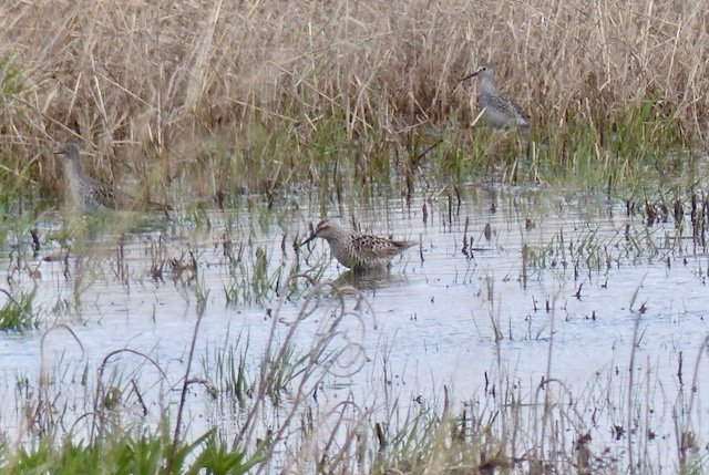 Mixed flock of medium large shorebirds at The Square (6).jpeg