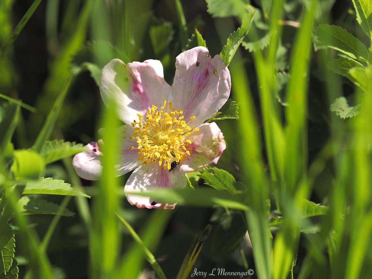 Flower 1.jpg
