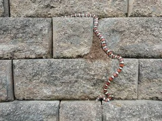 Corn snake on patio wall.jpeg