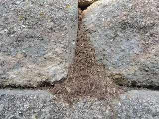 Close up of mystery nest___.jpeg