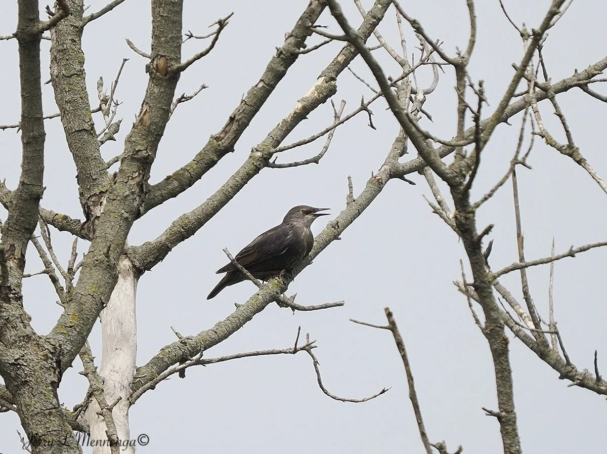 BirdsUnionBridgeTrail202506-17_0118.jpg