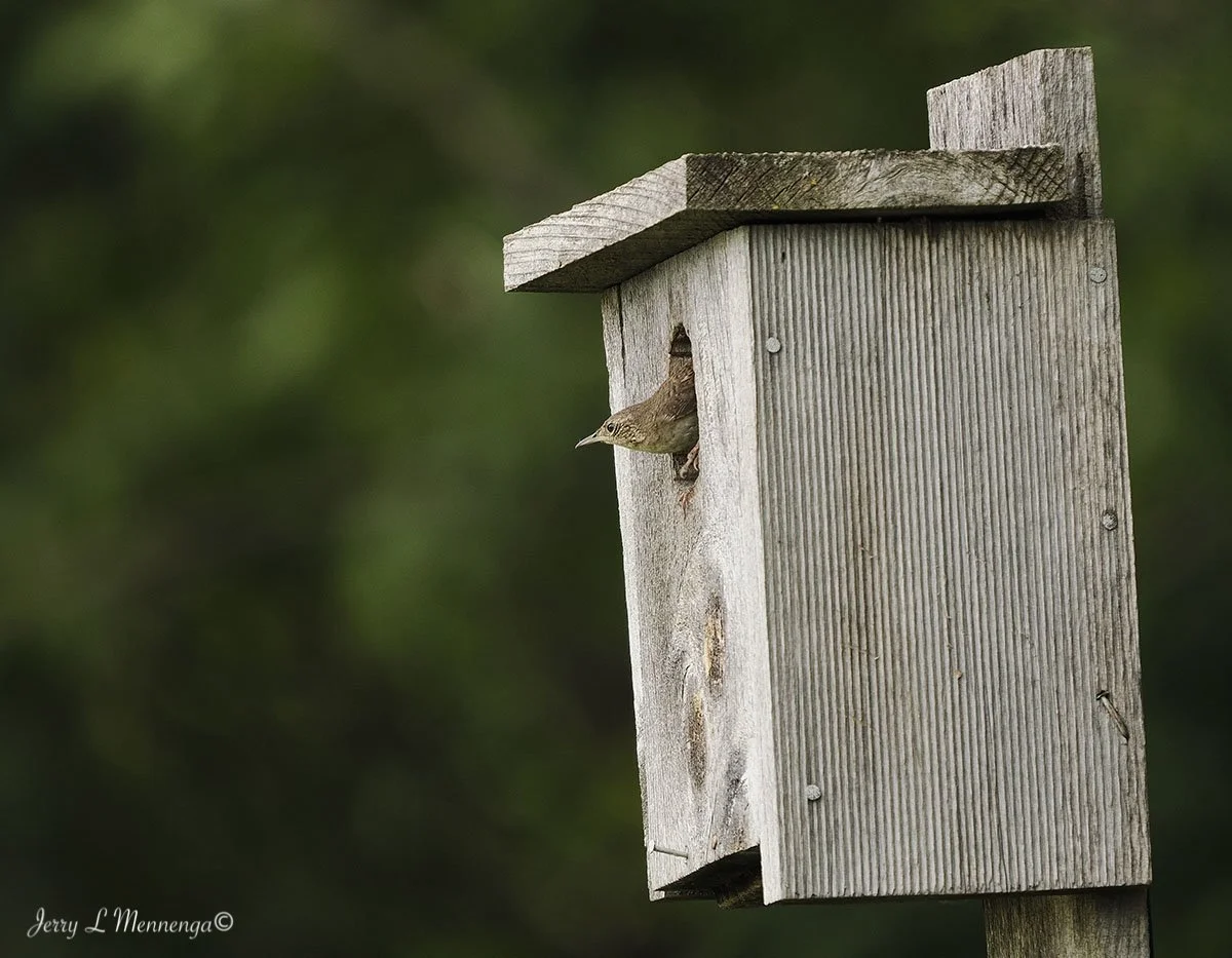 BirdsUnionBridgeTrail202506-17_0200.jpg