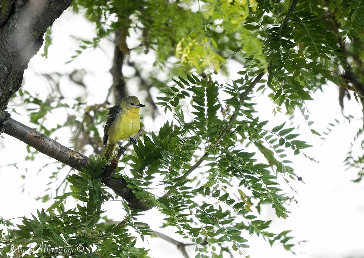 BirdsSnyderBendPark202506-02_0714.jpg