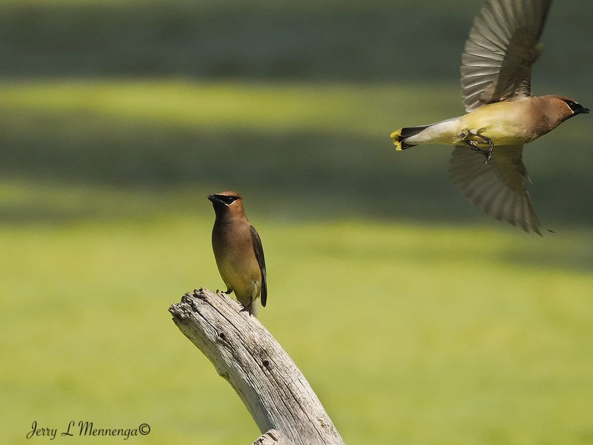 BirdsAdamsHomestead202507-20_0231.jpg