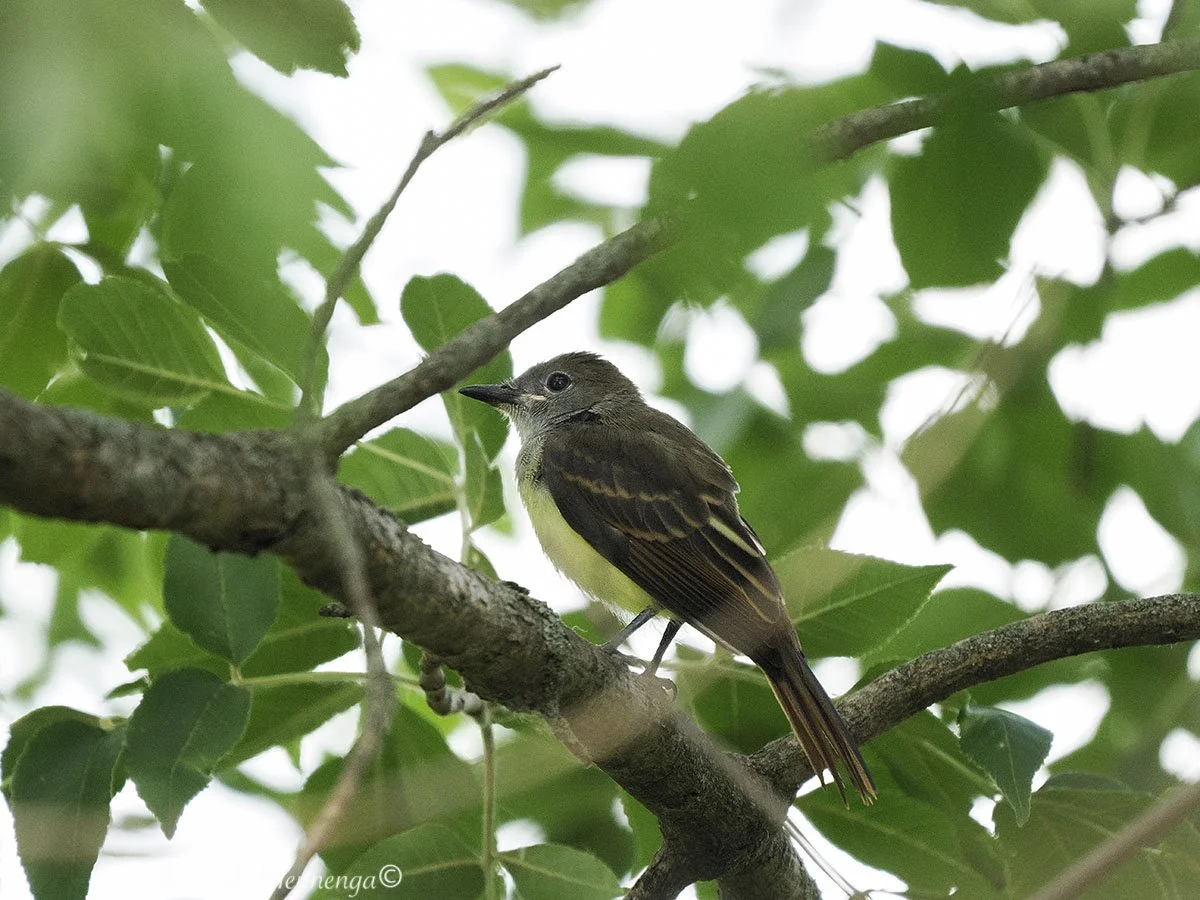 BirdsAdamsHomestead202507-20_0961.jpg