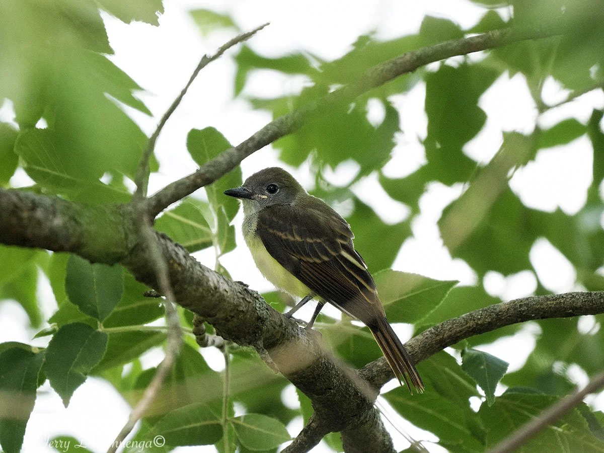 BirdsAdamsHomestead202507-20_0970.jpg