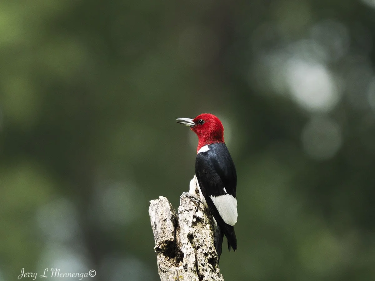BirdsAdamsHomestead202507-20_1475.jpg