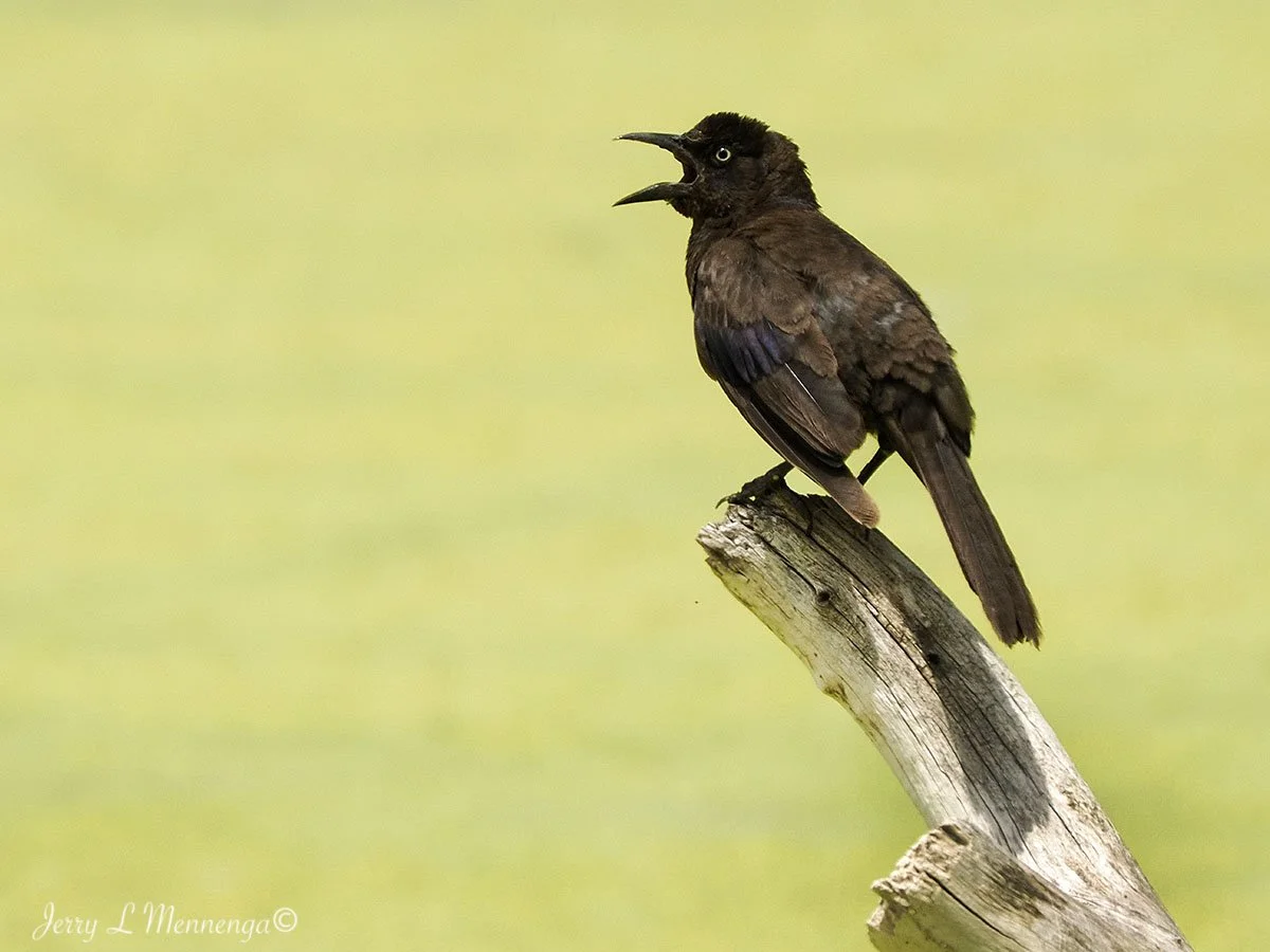 BirdsAdamsHomestead202507-20_1676.jpg