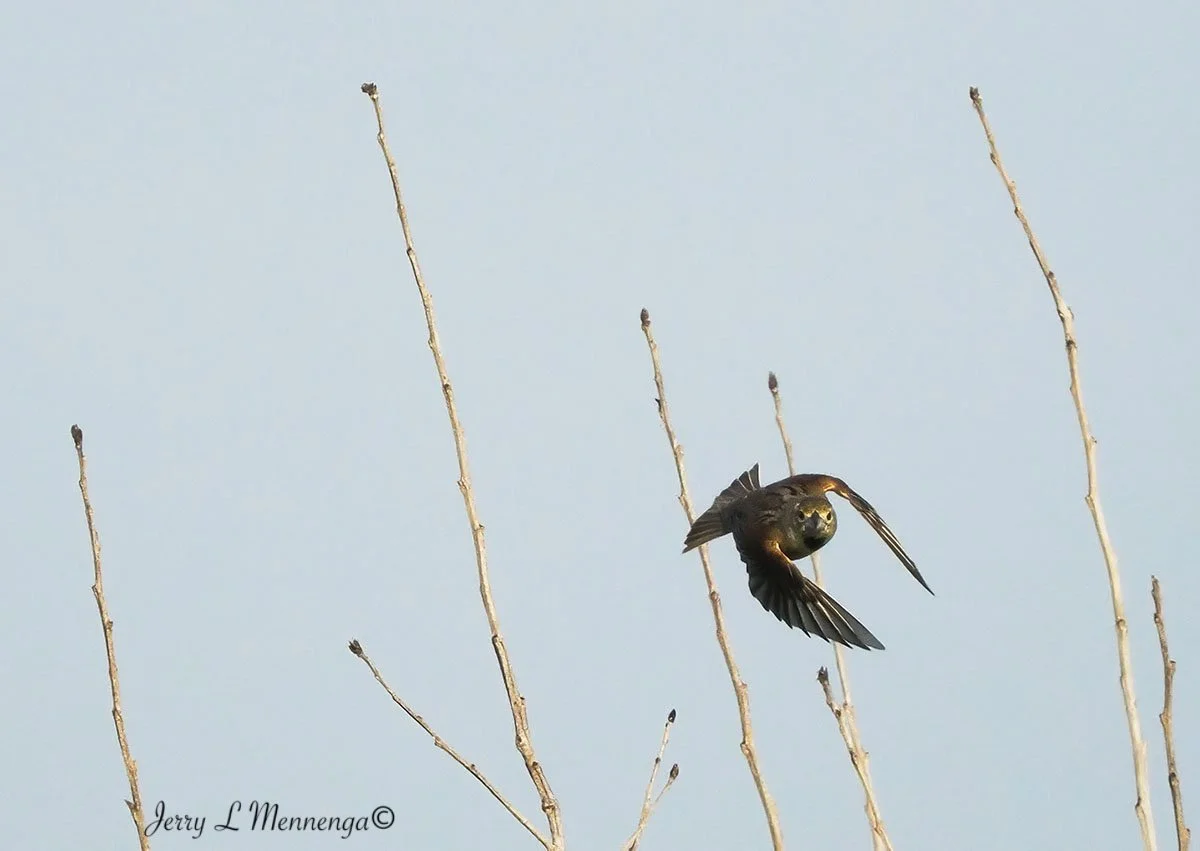 BirdsOwegoWetland202508-04_1616-DeNoiseAI-severe-noise.jpg