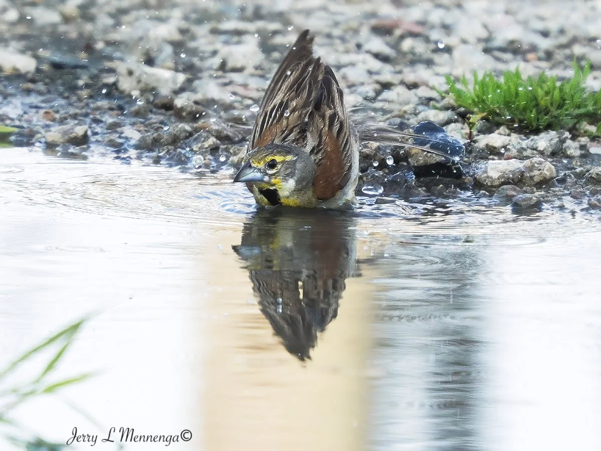 BirdsOwegoWetland202508-04_1750-DeNoiseAI-severe-noise.jpg