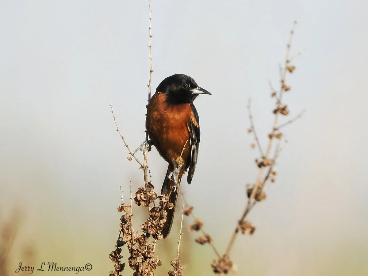 BirdsOwegoWetland202508-04_1926-DeNoiseAI-severe-noise.jpg