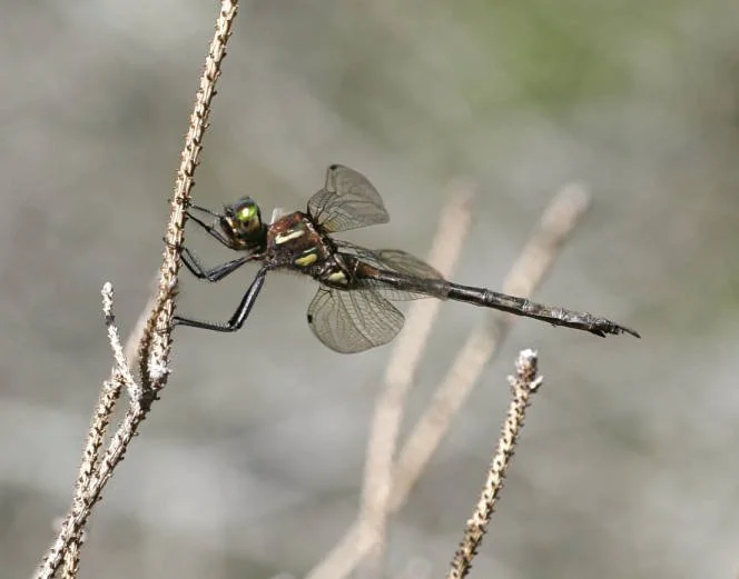 Conserving an endangered dragonfly with Daniel A Soluk, Ph.D.