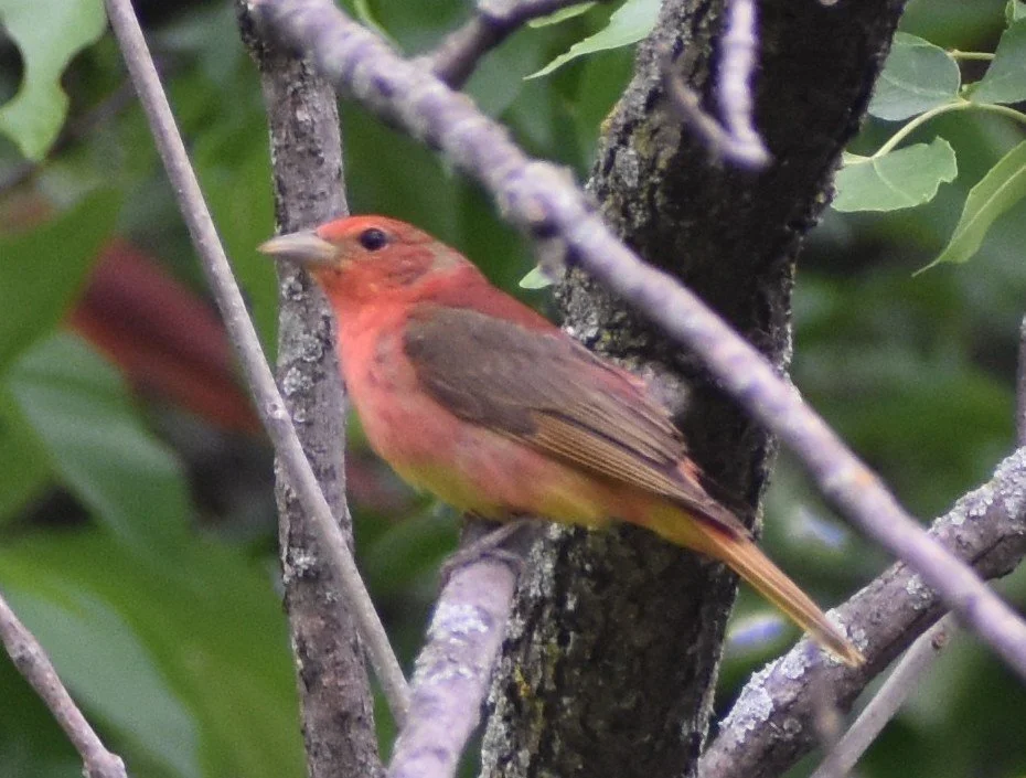 World Migratory Bird Day Event