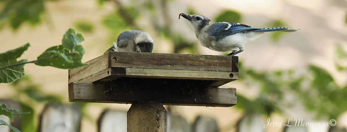 BackyardBirdsSiouxCity202508-06_1768.jpg