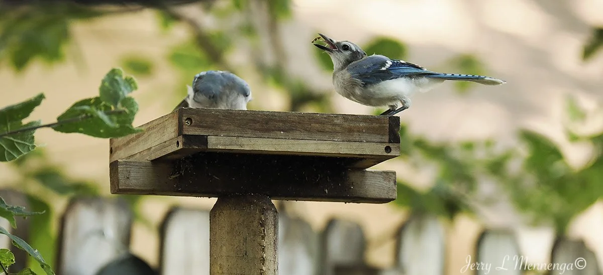 BackyardBirdsSiouxCity202508-06_1769.jpg
