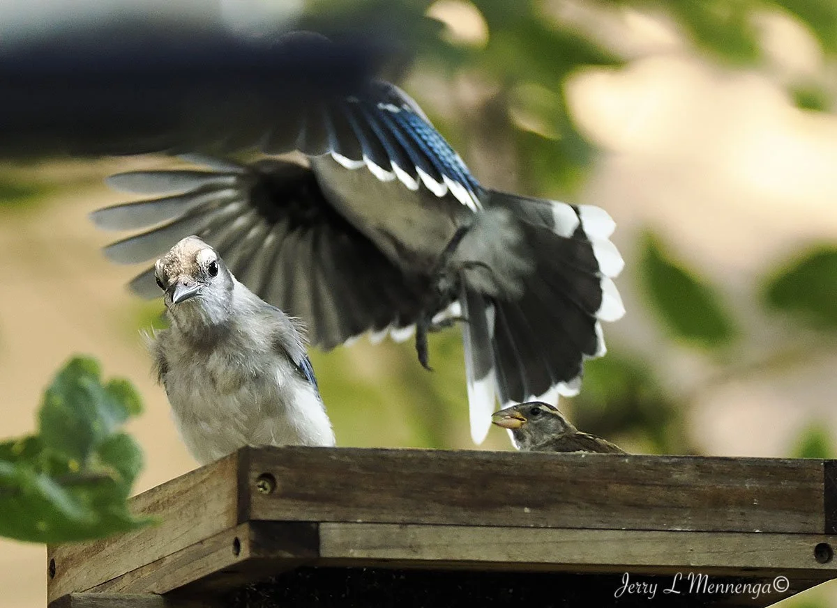 BackyardBirdsSiouxCity202508-06_2379.jpg