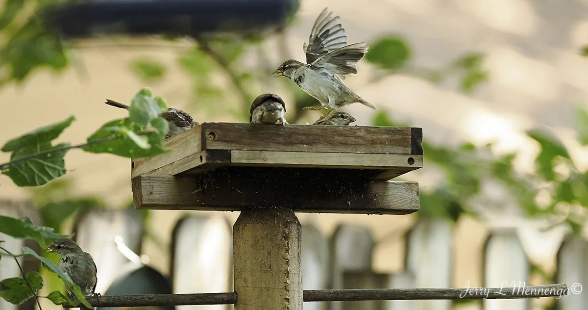 BackyardBirdsSiouxCity202508-06_2639.jpg