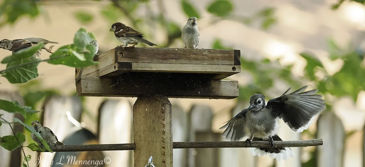 BackyardBirdsSiouxCity202508-06_2655.jpg