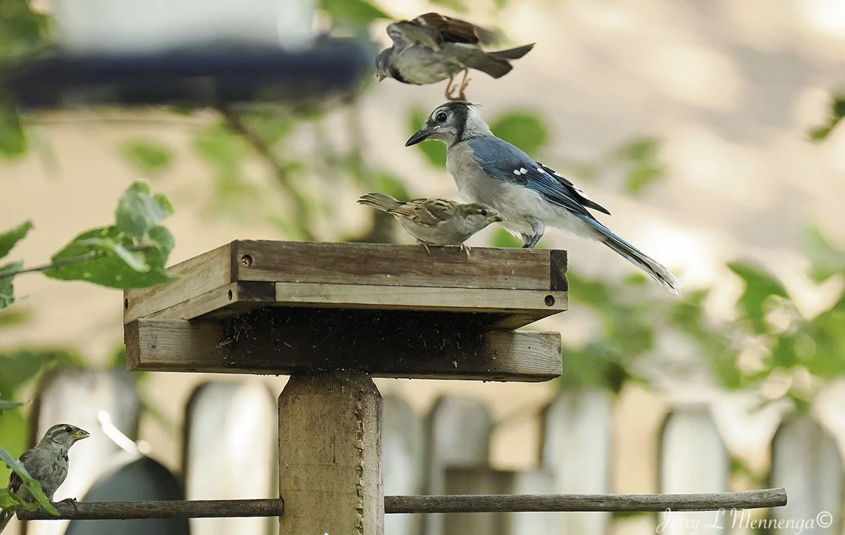 BackyardBirdsSiouxCity202508-06_2699.jpg