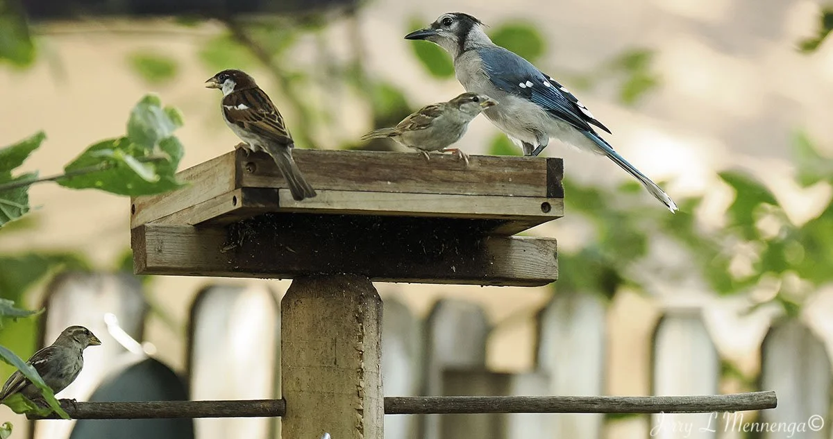 BackyardBirdsSiouxCity202508-06_2701.jpg