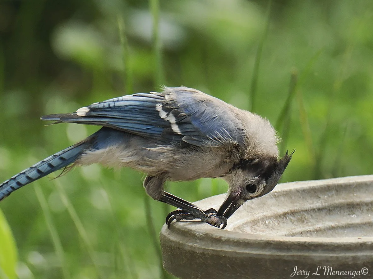 BackyardBirdsSiouxCity202508-11_0379.jpg