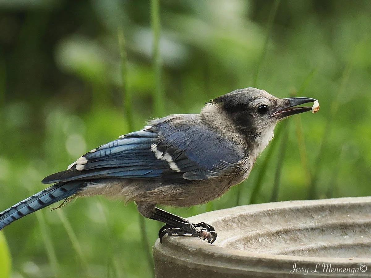 BackyardBirdsSiouxCity202508-11_0474.jpg