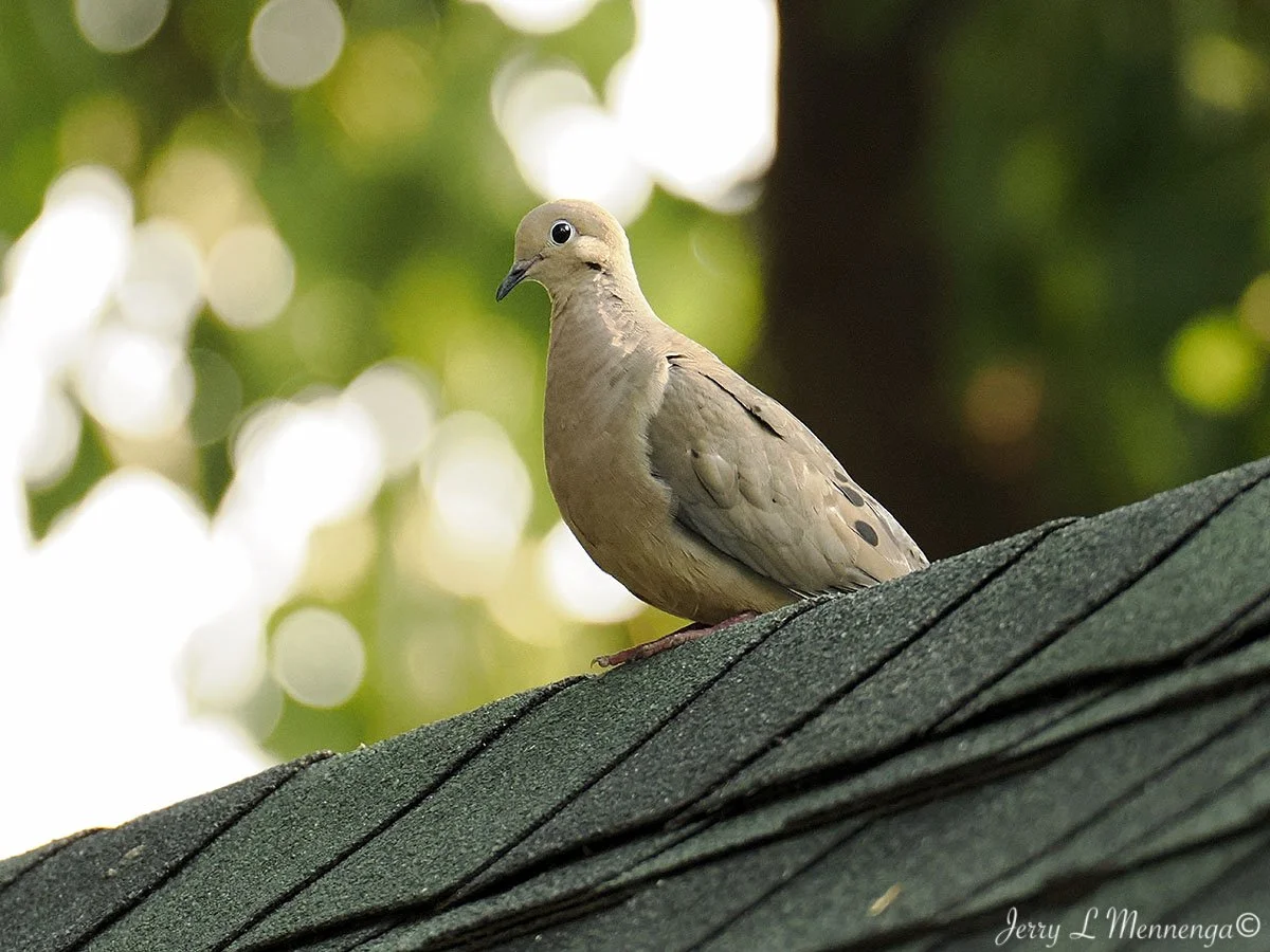 BackyardBirdsSiouxCity202508-11_0546.jpg
