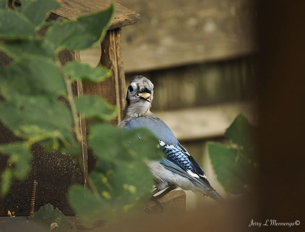 BackyardBirdsSiouxCity202508-11_0711.jpg