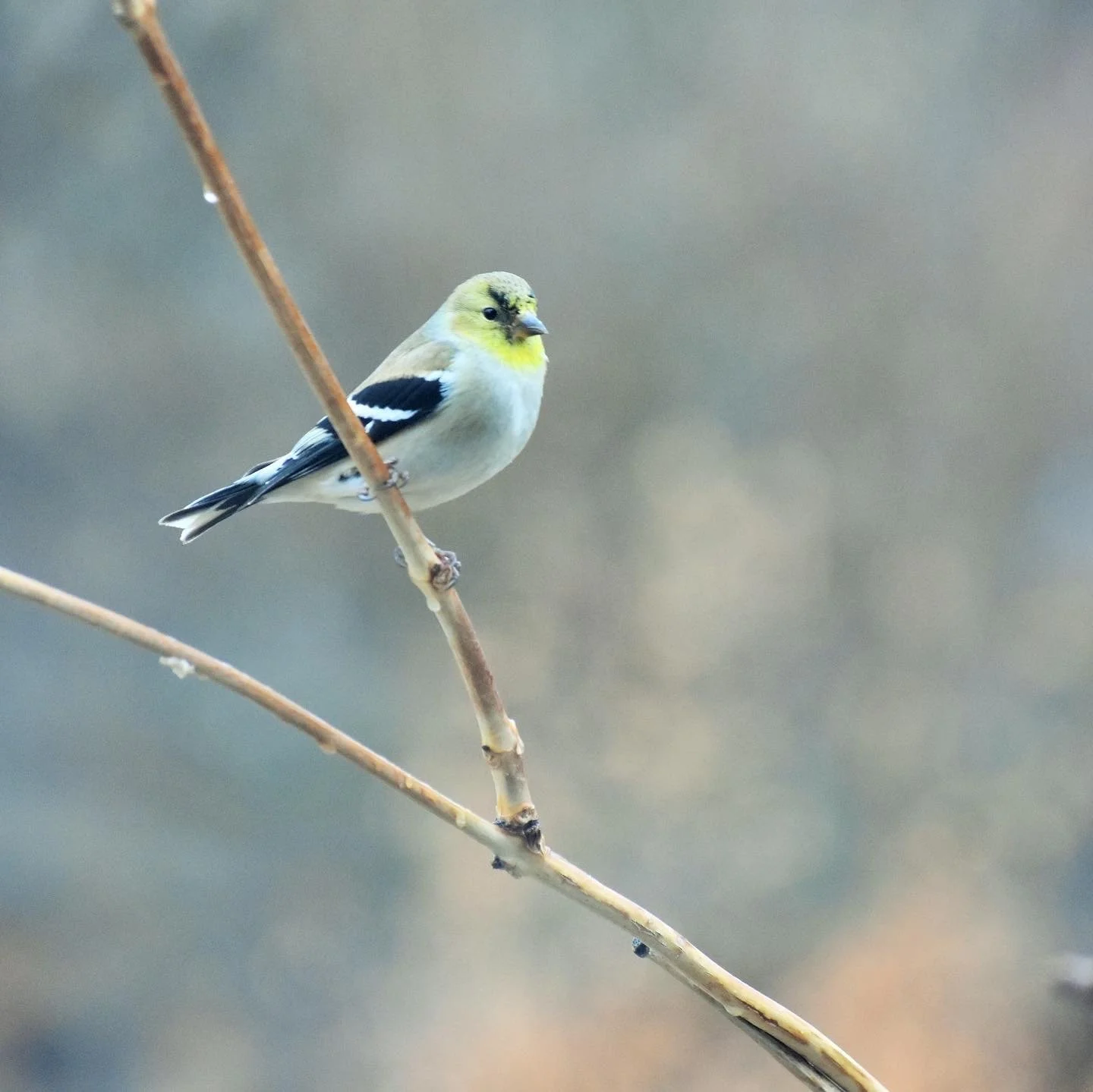 Member &amp; Friends Holiday Slide Show